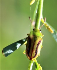 Calomela juncta