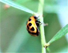 Peltoschema basicolle