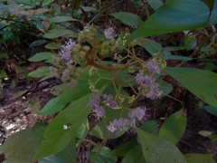 Callicarpa longifolia