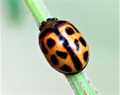 Peltoschema basicolle