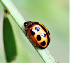 Peltoschema basicolle