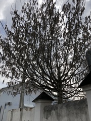Populus