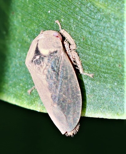 Ectopiocephalus australis observed 2022-03-27