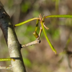 Amphibolips ellipsoidalis