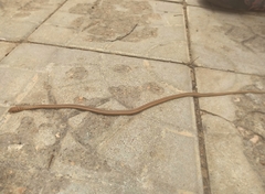 Psammophis sudanensis