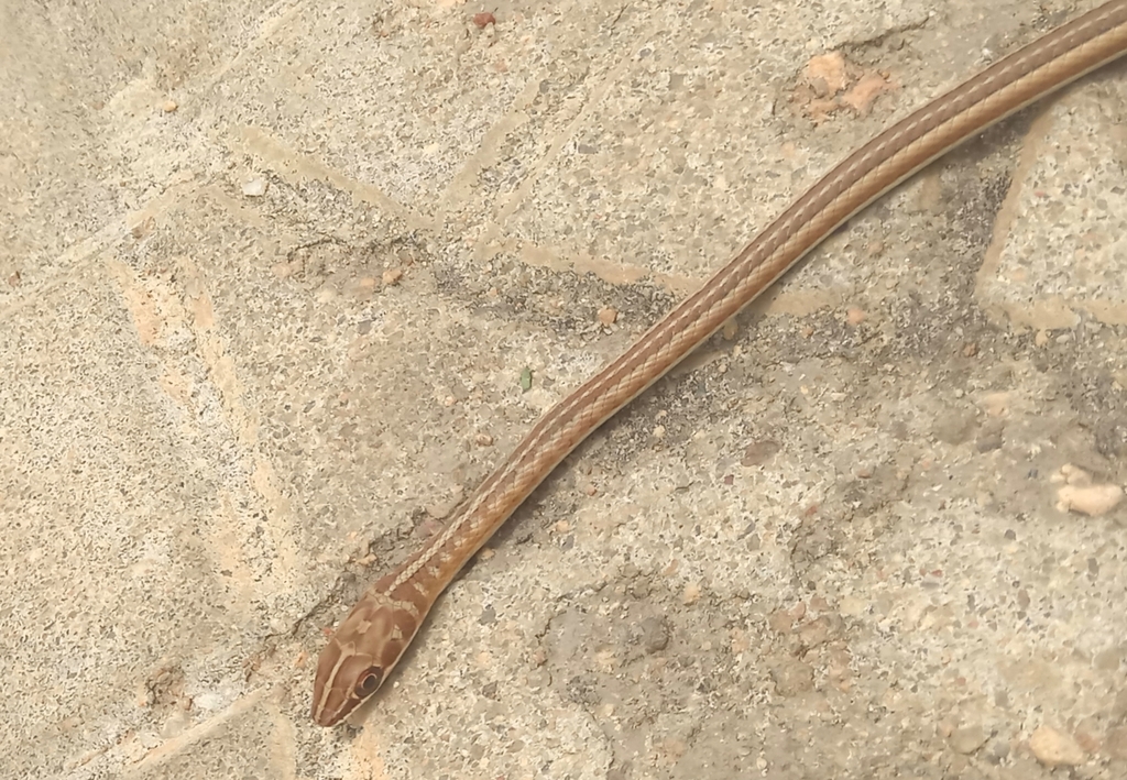 Northern Stripe-Bellied Sand Snake