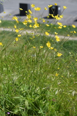 Ranunculus velutinus
