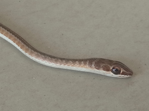 Northern Stripe-bellied Sand Snake