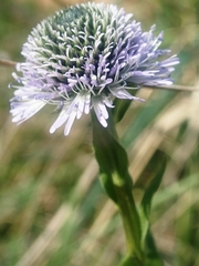 Globularia bisnagarica
