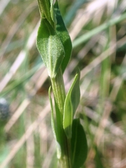 Globularia bisnagarica
