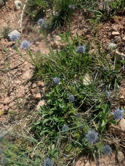 Globularia bisnagarica