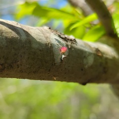 Dryocosmus floridensis