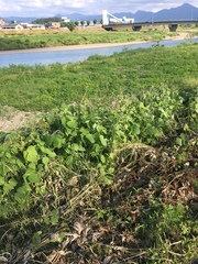 Pueraria montana lobata