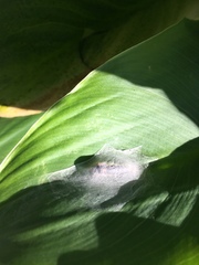 Insecta