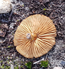 Armillaria luteobubalina