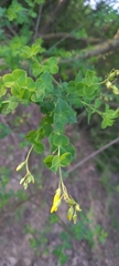 Cytisophyllum sessilifolium