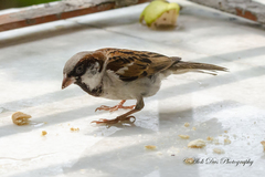 Passer domesticus
