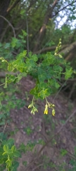 Cytisophyllum sessilifolium