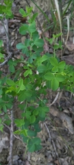 Cytisophyllum sessilifolium