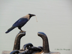 Corvus splendens