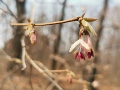 Lonicera praeflorens