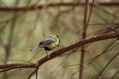 Parus major