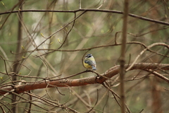 Cyanistes caeruleus