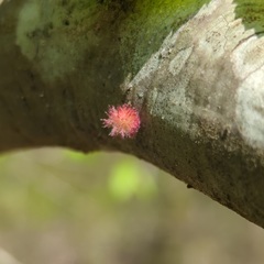 Dryocosmus floridensis