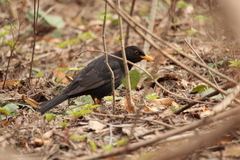 Turdus merula