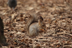 Sciurus vulgaris