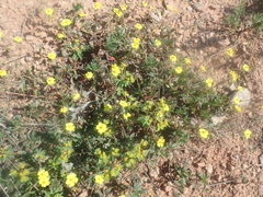 Helianthemum oelandicum