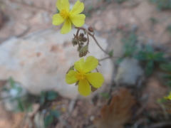 Helianthemum oelandicum