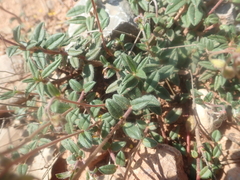 Helianthemum oelandicum