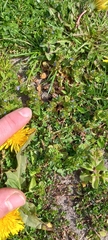 Veronica arvensis