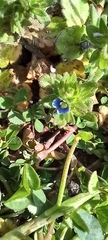 Veronica arvensis