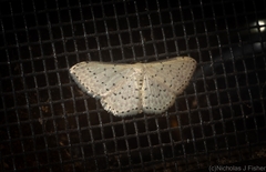 Idaea punctatissima