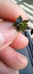 Veronica arvensis