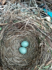 Turdus merula