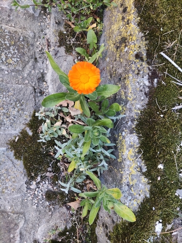 Calendula officinalis