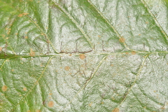 Phycopeltis