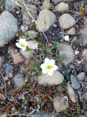 Anemonastrum