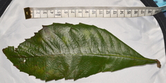 Phycopeltis