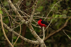 Laniarius erythrogaster