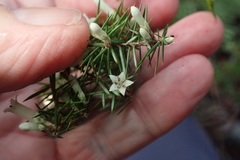 Leptecophylla oxycedrus