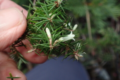 Leptecophylla oxycedrus