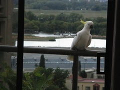 Cacatua galerita