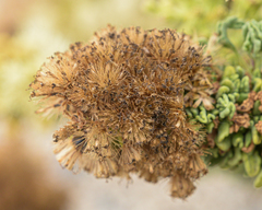 Ophryosporus triangularis