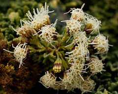 Ophryosporus triangularis