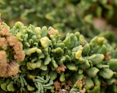 Ophryosporus triangularis