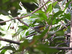 Phyllergates cucullatus